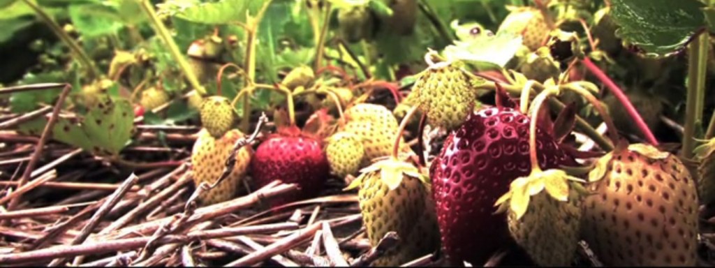 Durham-strawberries