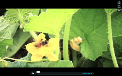 How to Access Local Food In Durham Region