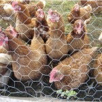 chickens