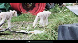 Sustainable Local Food Production in the Niagara Region Sustainable Local Food Production in the Niagara Region