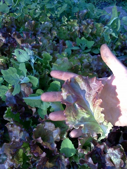 cityseedfarms