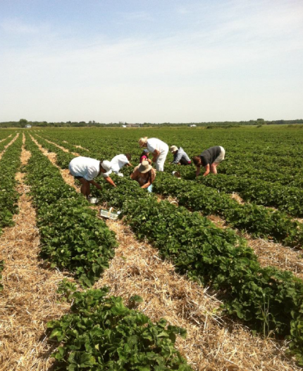 Shawanaga harvest strawberries as a group