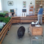 "This little piggy went to market" – by Rose Tanyi at Reroot Organic Farm