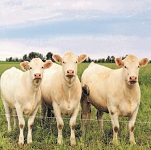 Beef Cattle on Pasture