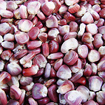Red and White Corn