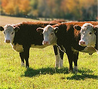 Rowe Farm cattle