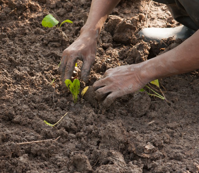 hands planting a seedling into soil