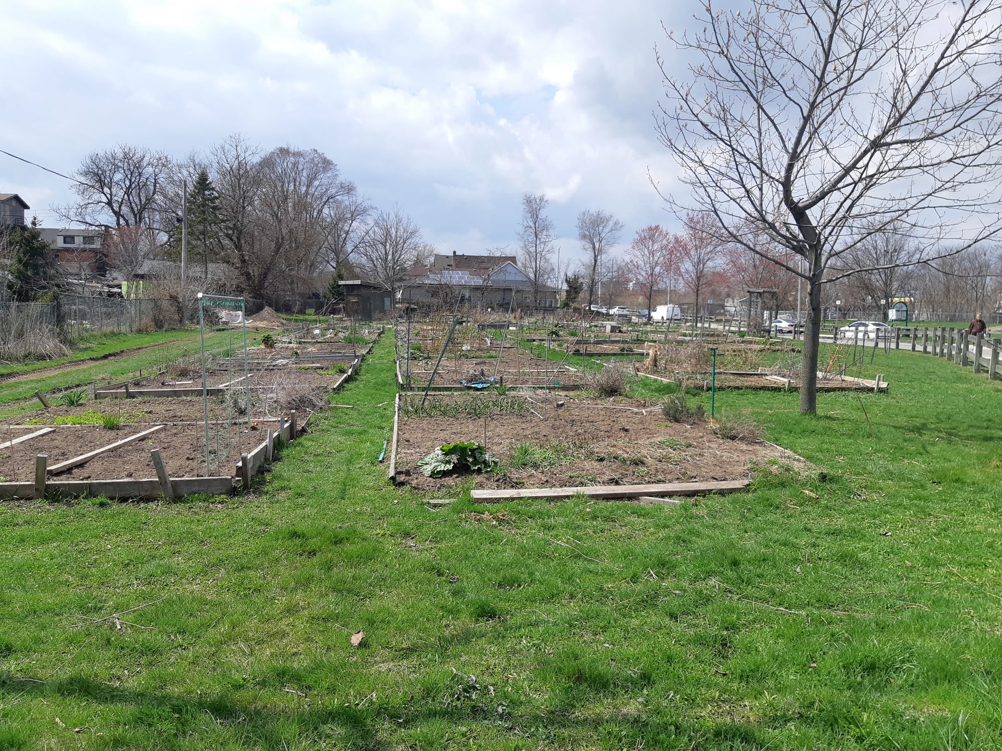 Ontario Allows Community Gardens to Open Sustain Ontario